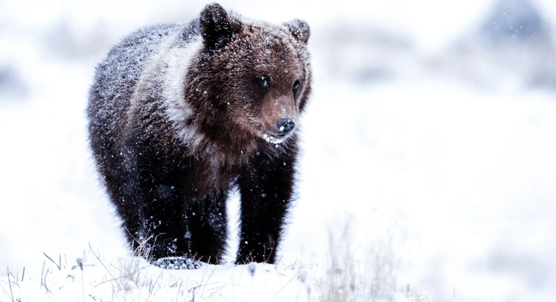 L'ours Laponie